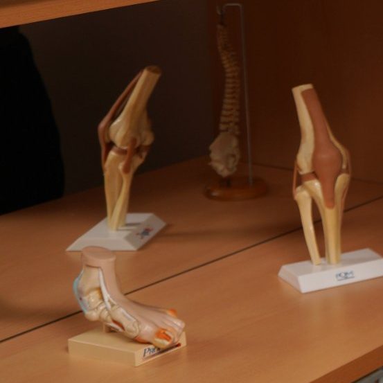 Modelos anatômicos de joelho e coluna em estante de consultório